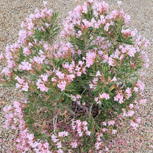 Nerium Oleander Nain — plante et accessoire de jardin à Marrakech