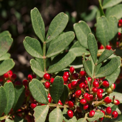 Pistacia Lentiscus (Pistachier) — plante et accessoire de jardin à Marrakech