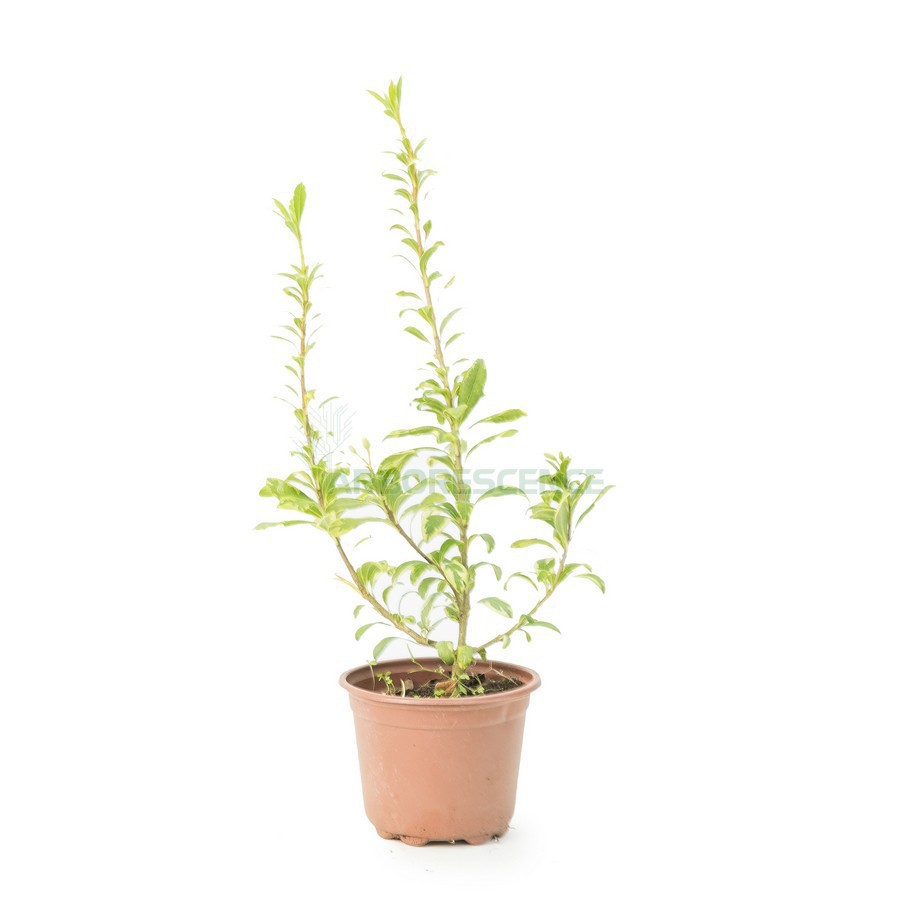 Pittosporum Tenuifolium — plante et accessoire de jardin à Marrakech