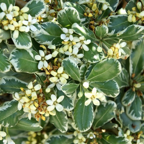 Pittosporum Tobira — plante et accessoire de jardin à Marrakech