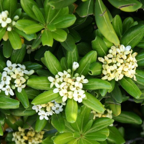 Pittosporum Tobira Nana (Boule) — plante et accessoire de jardin à Marrakech