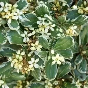 Pittosporum Tobira Variegatum — plante et accessoire de jardin à Marrakech