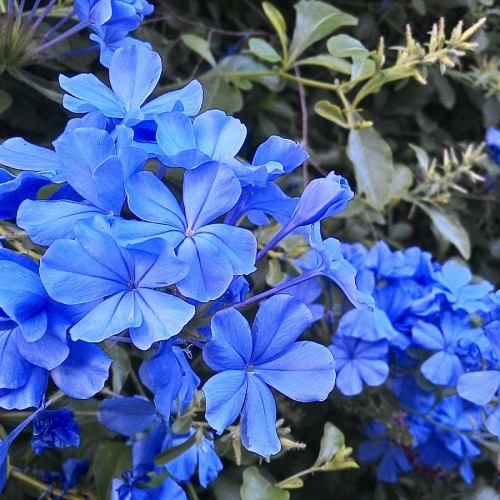 Plumbago Capensis — plante et accessoire de jardin à Marrakech