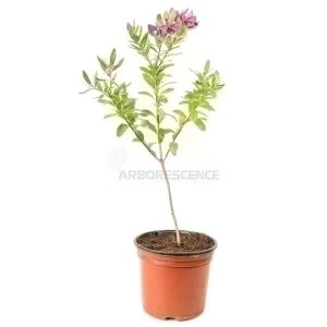 Polygala Myrtifolia — plante et accessoire de jardin à Marrakech