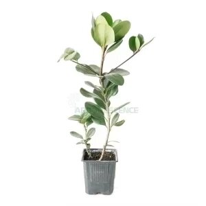 Raphiolepis Indica — plante et accessoire de jardin à Marrakech