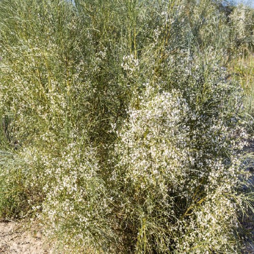 Retama Monosperma — plante et accessoire de jardin à Marrakech