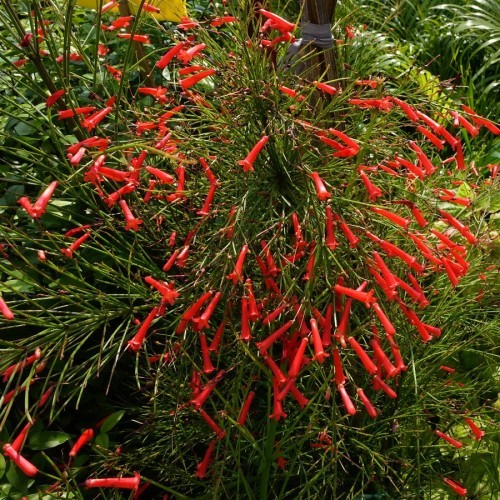 Russelia Equisetiformis — plante et accessoire de jardin à Marrakech