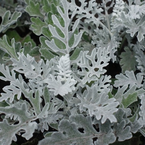 Senecio Candicans ‘Angel Wings’ (Cinéraire Angel Wings) — plante et accessoire de jardin à Marrakech