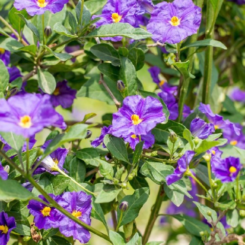 Solanum Rantonnetii — plante et accessoire de jardin à Marrakech