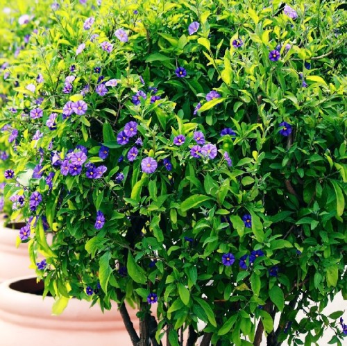 Solanum Rantonnetii (Boule) — plante et accessoire de jardin à Marrakech