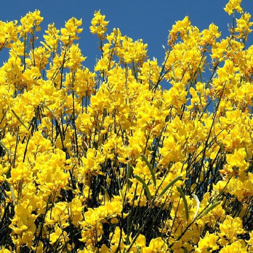 Spartium Junceum (Genet D Espagne) — plante et accessoire de jardin à Marrakech