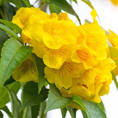 Tecoma Stans — plante et accessoire de jardin à Marrakech
