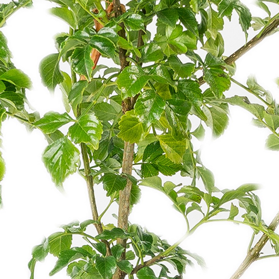 Tecomaria Capensis — plante et accessoire de jardin à Marrakech