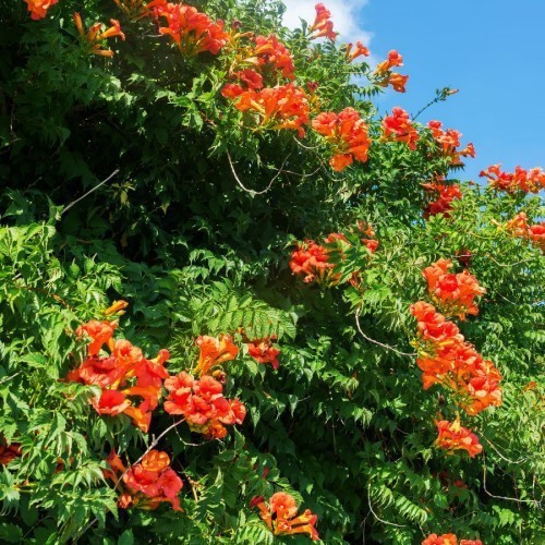 Tecomaria Capensis (Boule) — plante et accessoire de jardin à Marrakech