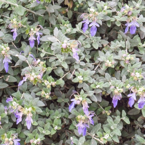 Teucrium Fruticans — plante et accessoire de jardin à Marrakech