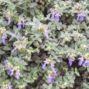 Teucrium Fruticans (Boule) — plante et accessoire de jardin à Marrakech