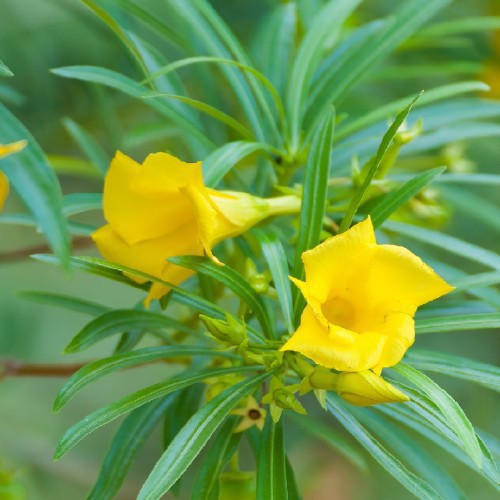 Thevetia Peruviana — plante et accessoire de jardin à Marrakech