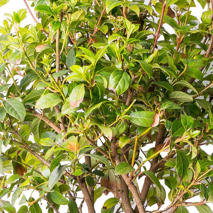 Viburnum Tinus — plante et accessoire de jardin à Marrakech