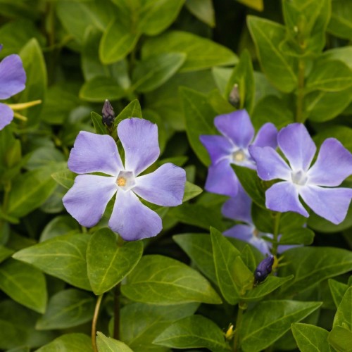 Vinca Major — plante et accessoire de jardin à Marrakech