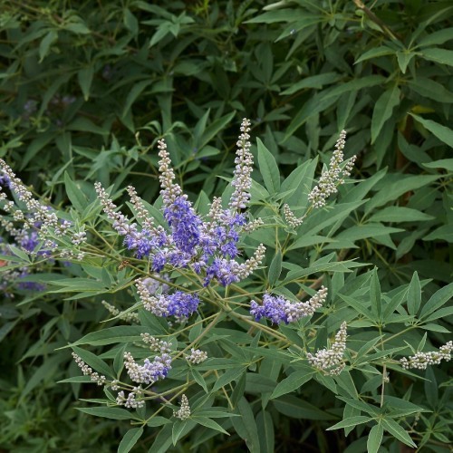 Vitex Agnus-Castus (Gattilier) — plante et accessoire de jardin à Marrakech