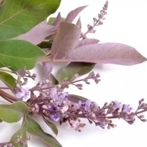 Vitex Trifolia — plante et accessoire de jardin à Marrakech