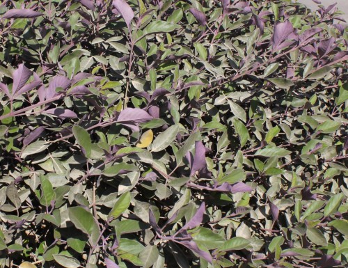 Vitex Trifolia Touffe — plante et accessoire de jardin à Marrakech