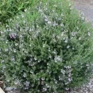Westringia Eremicola — plante et accessoire de jardin à Marrakech