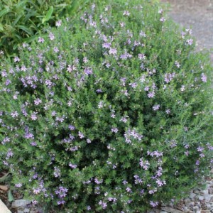 Westringia Eremicola (Boule) — plante et accessoire de jardin à Marrakech