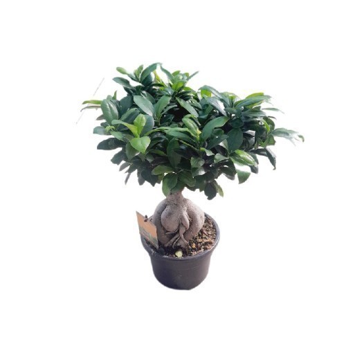 Ficus Microcarpa (Bonsai) — plante et accessoire de jardin à Marrakech
