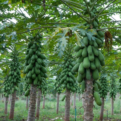 Carica Papaya (Papaye) — plante et accessoire de jardin à Marrakech