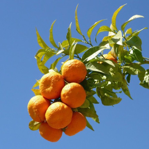 Citrus Aurantium (Bigaradier) — plante et accessoire de jardin à Marrakech