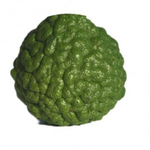 Citrus Hystrix Citronnier (Combava) (Kaffir) — plante et accessoire de jardin à Marrakech