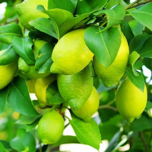 Citrus Limon (Citronnier 4 Saisons) — plante et accessoire de jardin à Marrakech