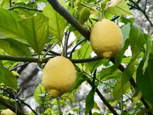 Citrus Limon (Citronnier Beldi) — plante et accessoire de jardin à Marrakech