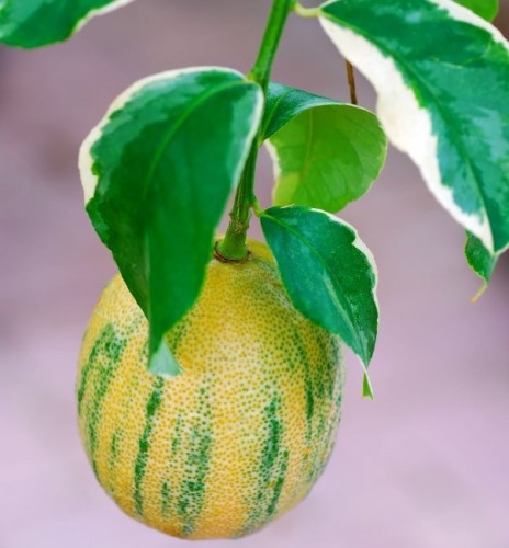 Citrus Limon (Citronnier Panache) — plante et accessoire de jardin à Marrakech