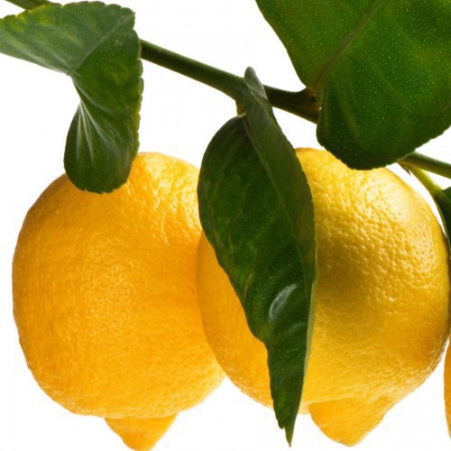 Citrus Limon (Citronnier) — plante et accessoire de jardin à Marrakech