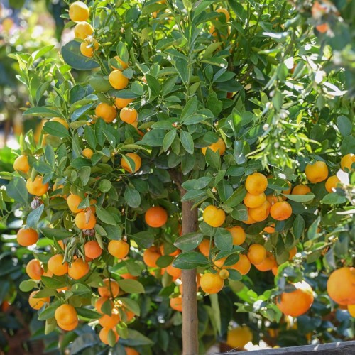 Citrus Madurensis (Calamondin) — plante et accessoire de jardin à Marrakech