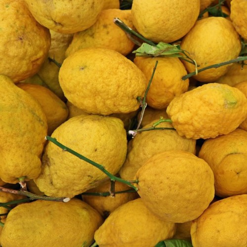 Citrus Medica (Citronnier Cedrat) — plante et accessoire de jardin à Marrakech