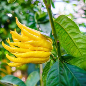 Citrus Medica Digitata (Citronnier Main De Buddah) — plante et accessoire de jardin à Marrakech
