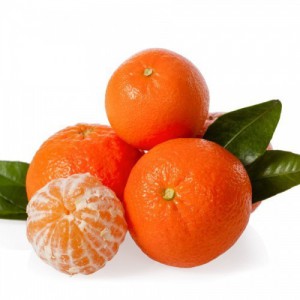 Citrus Reticulata (Clementinier) Nova — plante et accessoire de jardin à Marrakech