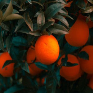 Citrus Sinensis (Oranger Navel) — plante et accessoire de jardin à Marrakech