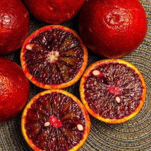 Citrus Sinensis (Oranger Sanguine) — plante et accessoire de jardin à Marrakech