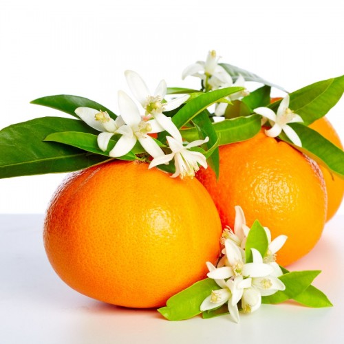 Citrus Sinensis (Oranger) — plante et accessoire de jardin à Marrakech