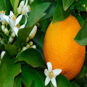 Citrus Sinensis (Oranger) New Hall — plante et accessoire de jardin à Marrakech