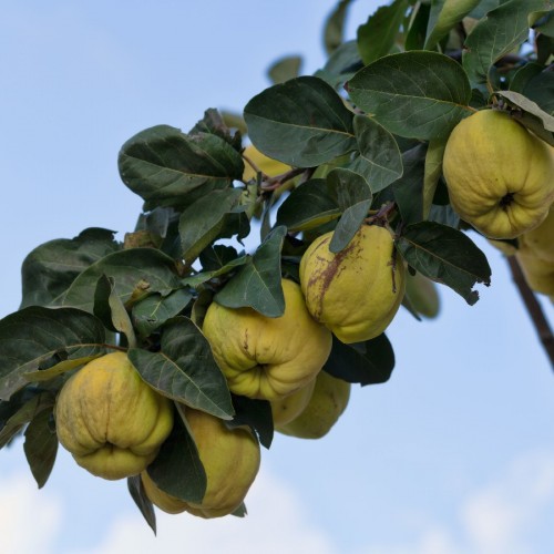 Cydonia Oblonga (Cognassier) — plante et accessoire de jardin à Marrakech