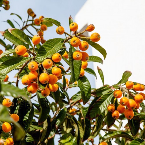 Eriobotrya Japonica (Neflier) — plante et accessoire de jardin à Marrakech