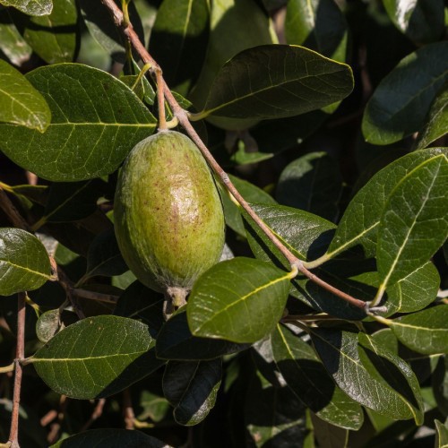 Feijoa Sellowiana (Feijoa) (Boule) Sur Tige — plante et accessoire de jardin à Marrakech