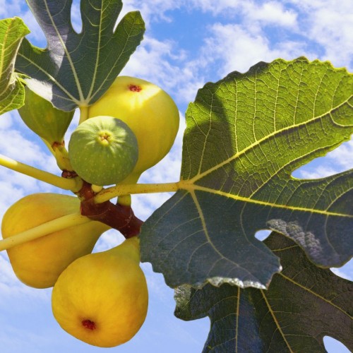 Ficus Carica (Figuier) — plante et accessoire de jardin à Marrakech