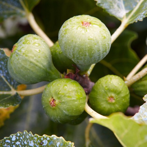 Ficus Carica (Figuier) (Touffe) — plante et accessoire de jardin à Marrakech