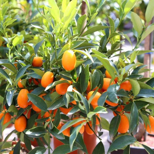 Fortunella Japonica (Kumquat) — plante et accessoire de jardin à Marrakech